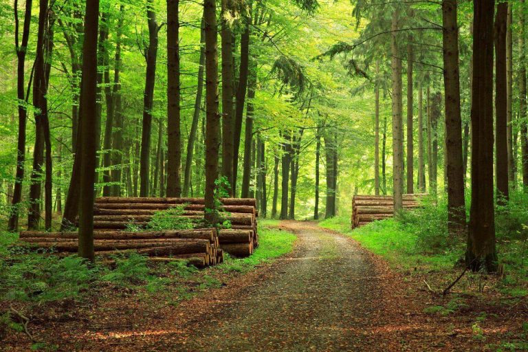 schöner Waldweg zwischen hohen Bäumen, mit Holzstämmen auf der linken Seite.