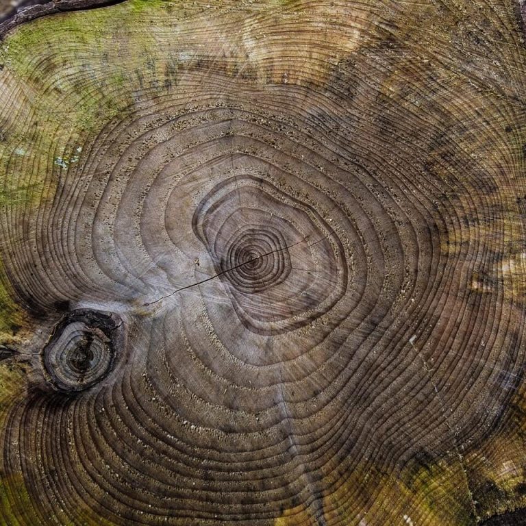 Jahresringe eines Baumstamms, Holz mit natürlicher Textur und Farben.