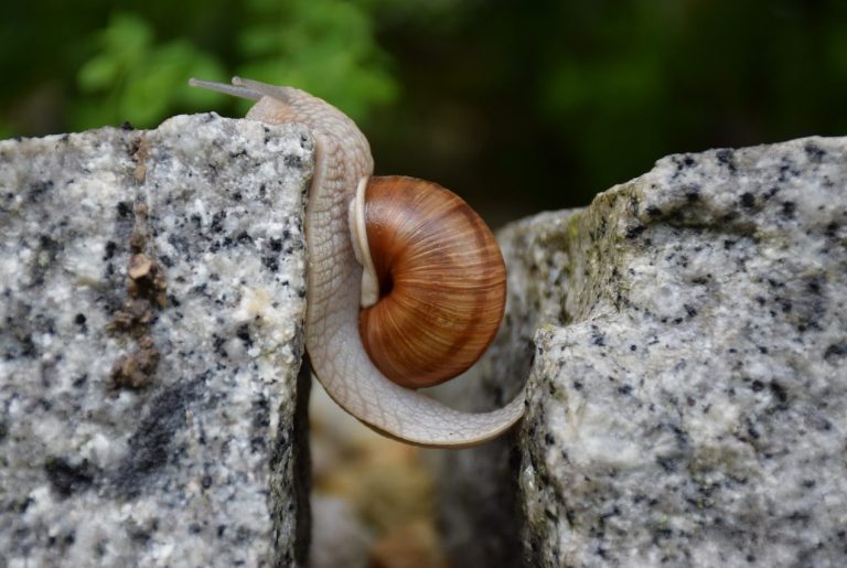 Eine Schnecke mit einer braunen, spiralförmigen Schale kriecht über einen breiten Spalt in den Steinen.